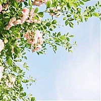 埃及一支花儿
