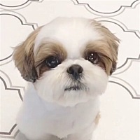 玉米姐姐