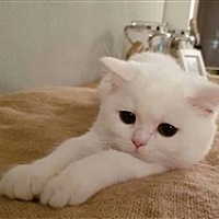 小小草莓丫