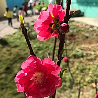 彼此