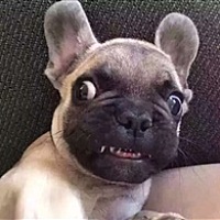 小小苏