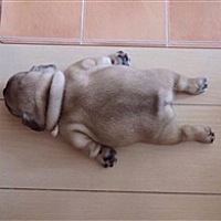 肚子里的小乖乖