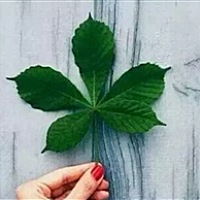 风中的响铃