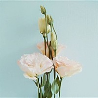 小清新
