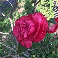 Doris