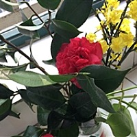 虫虫特工队