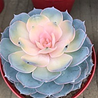 汤粉