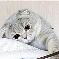 一挽清愁