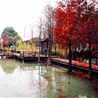 橘子小橘子