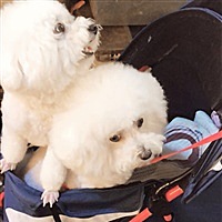 红鲤鱼与绿鲤鱼与驴