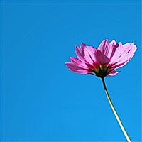红雅