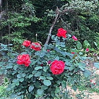 花生