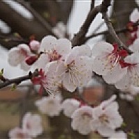 风轻云淡