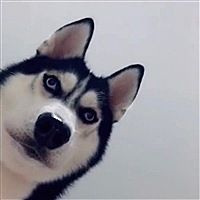 阿白