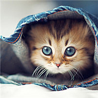 打哈哈的兔小白