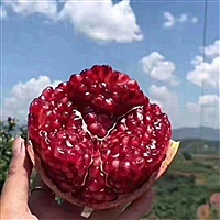 芒果果H