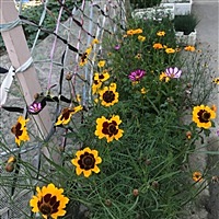 花生米的妈妈