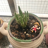 求宫内好孕猪宝宝
