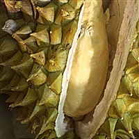 苗苗