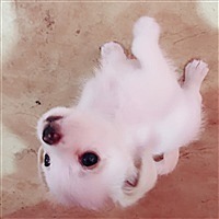 陌陌