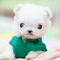 爬上墙头等红杏