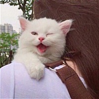 近朱者赤