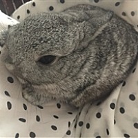 鲤伴