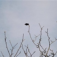 清风徐徐