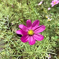 菲菲宝贝