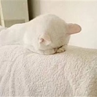 〆低头浅笑保持微笑"