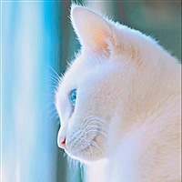 栉