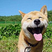 硕