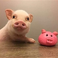 豆仔
