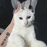 佳佳