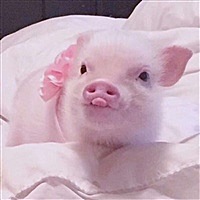 肉丸ZZ