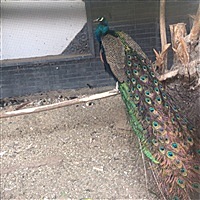 ♒️淡淡烟草味♓️