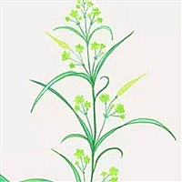 冰洁