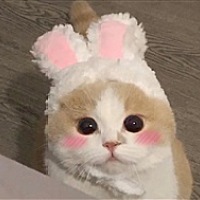 洋葱