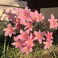 五、颜灬