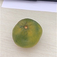 小小牛牛