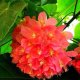 芊芊