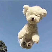 。求猪宝宝一枚