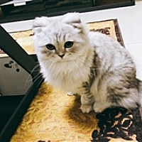 小霸王花