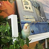 夏曦程