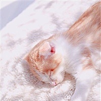 小懒猫°