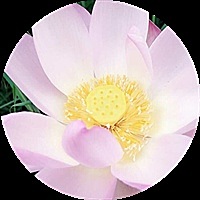 小白兔的两只大耳朵