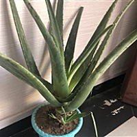 zhu静静