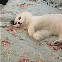 小马麻麻