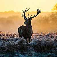 给你纯粹的心。