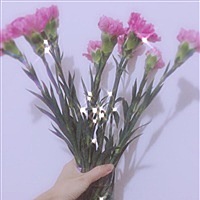 满头杨花共白首